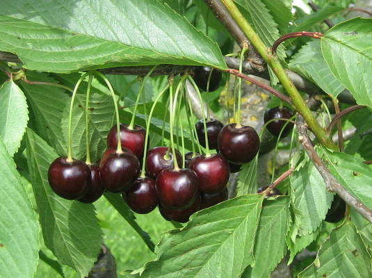 Turgenevka - vyšnių sodinukas