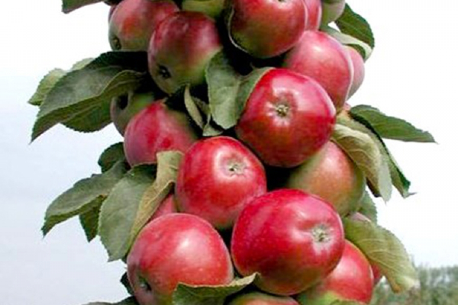 Vasiugan - koloninės obels sodinukas