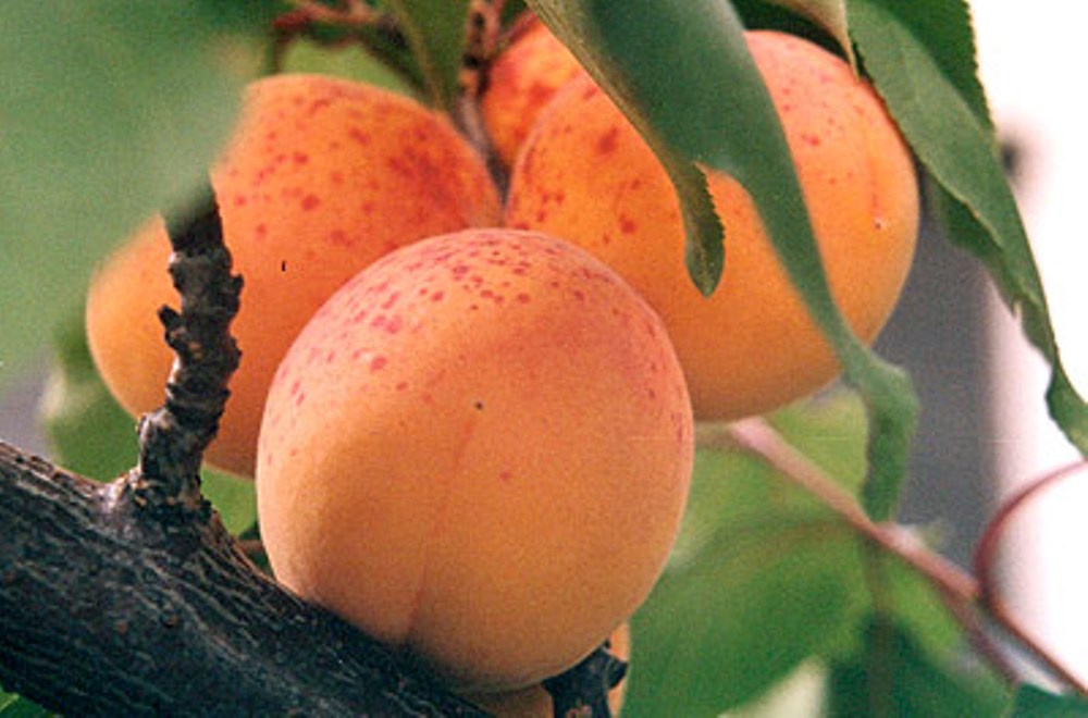 Raudonskruostis - abrikoso sodinukas