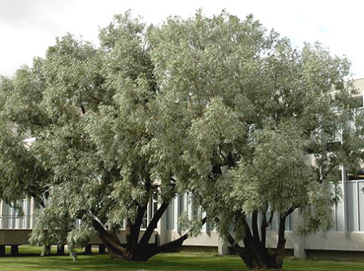 Gluosnis baltasis (Salix alba) “Sericea”