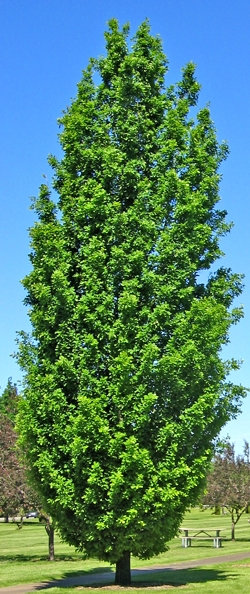 Paprastasis koloninis ąžuolas (quercus robur) ‘Fastigiata’