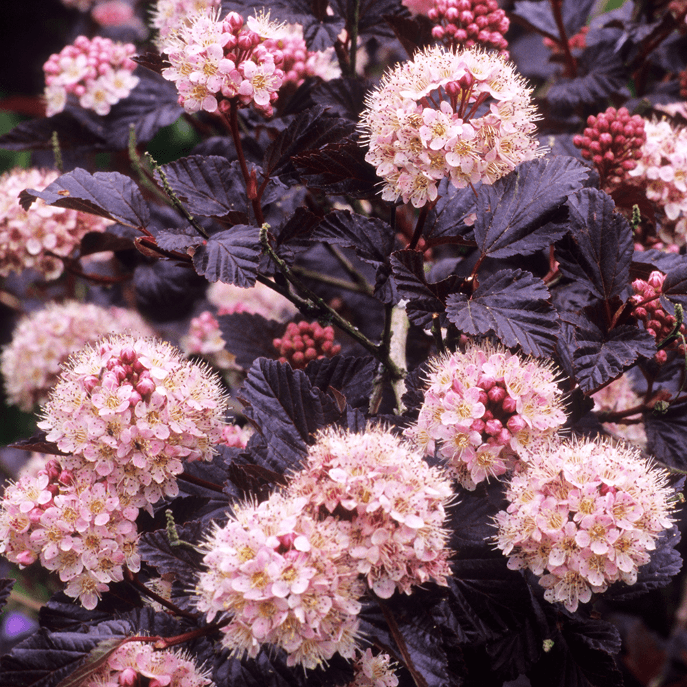 Pūslenis putinalapis (physocarpus opulifolium) “lady in red” - Sodo