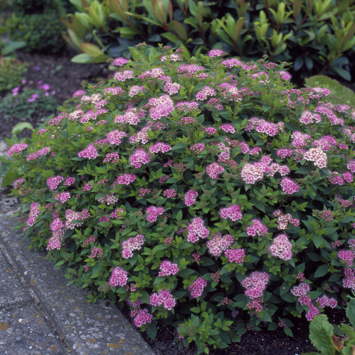 Lanksva japoninė (spiraea japonica) “little princess” - Sodo bites ...