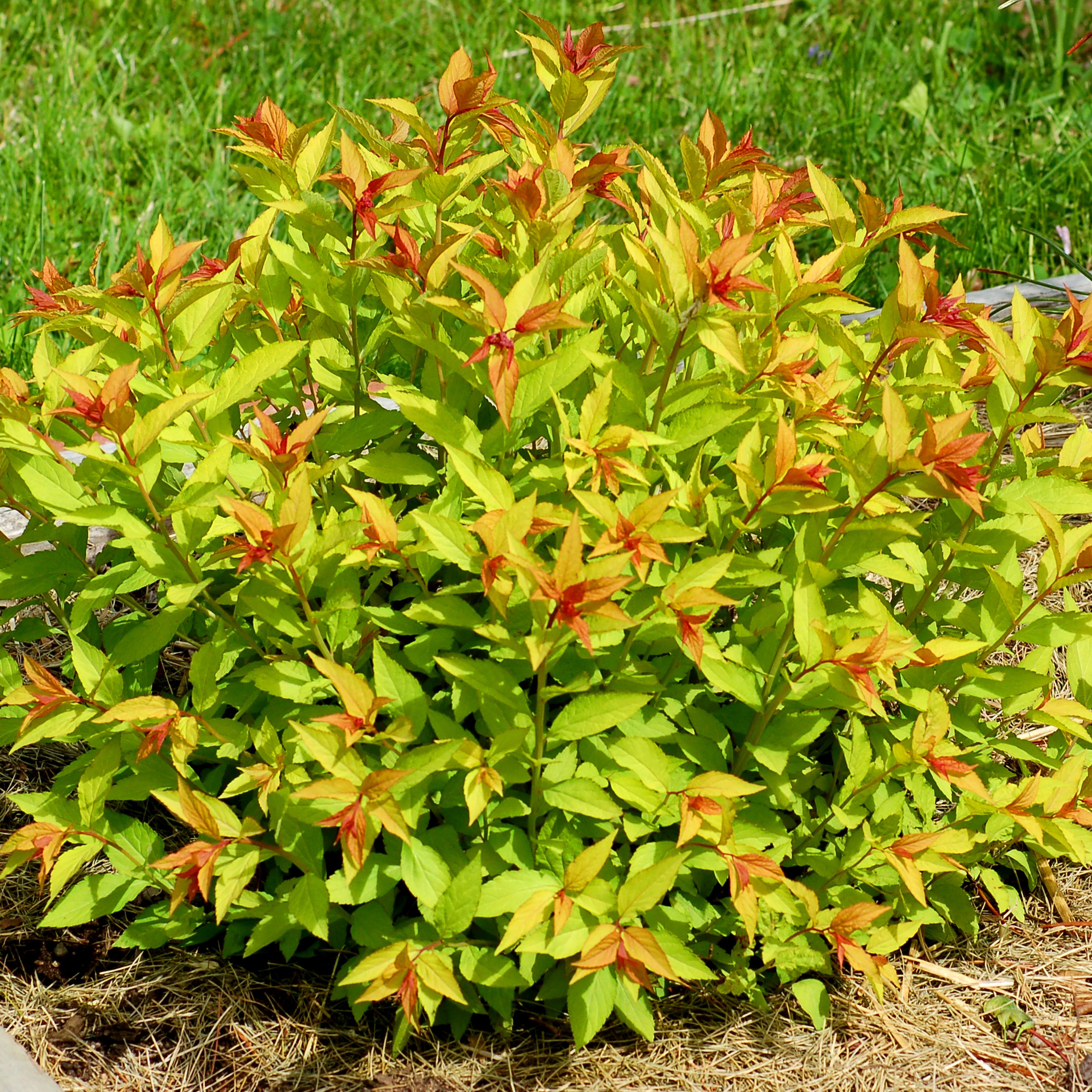 Lanksva japoninė (spiraea japonica) “goldflame”