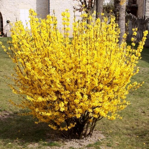 Forzitija tarpinė (forsythia x intermedia) “goldzauber”