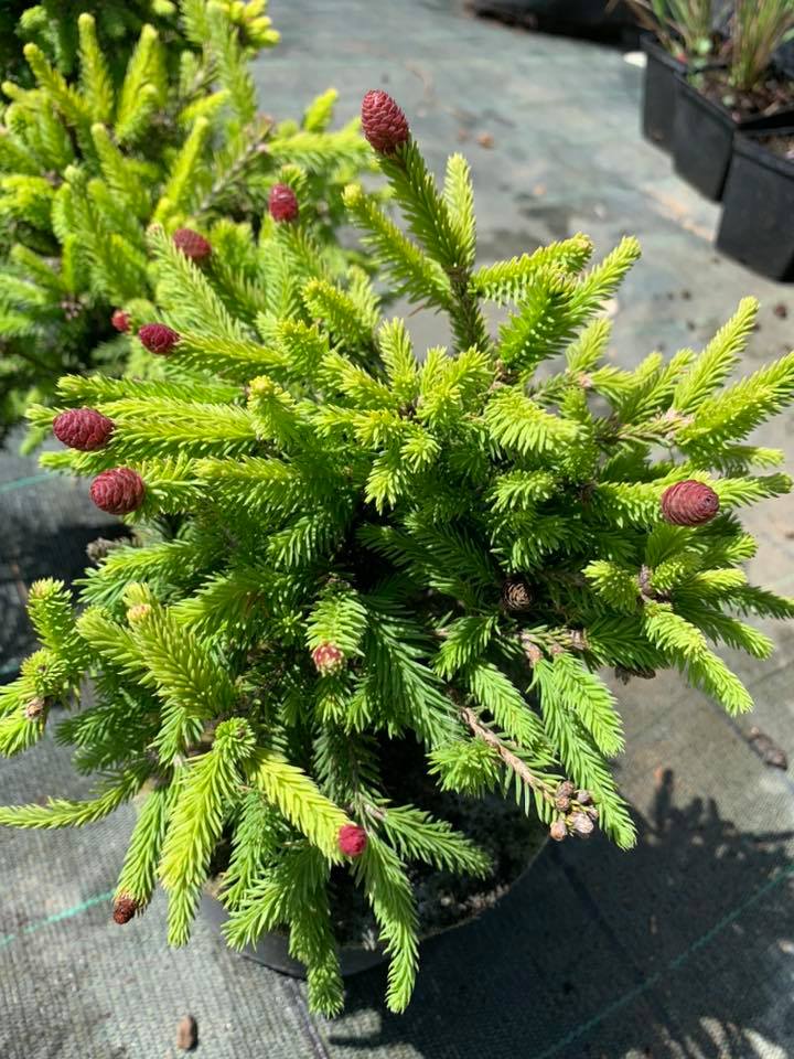Eglė paprastoji (Picea abies) “Push”