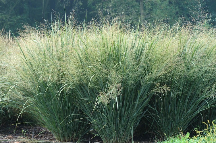 Sora rykštėtoji (Panicum virgatum) “Heavy metal”