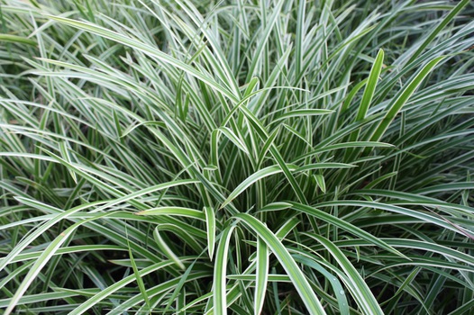 Viksva žvilgioji (Carex morrowii) “ Ice dance”