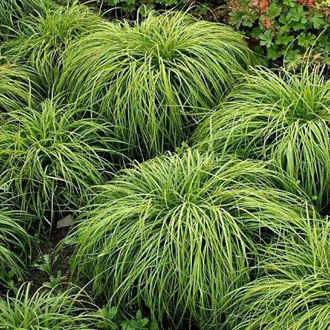 Viksva ankstyvoji (Carex caryophyllea) “ The beatles”