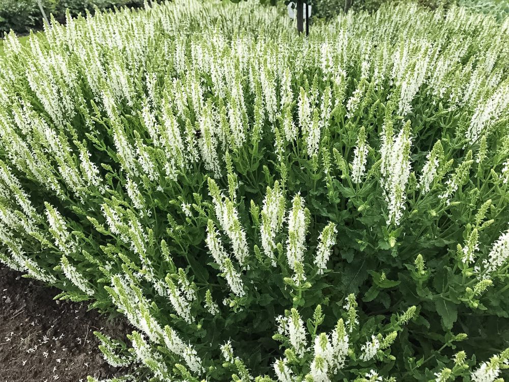 Šalavijas gojinis (Salvia nemorosa) “sensation white”