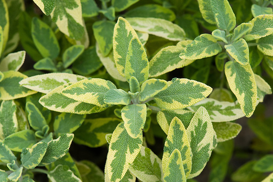 Šalavijas vaistinis (Salvia officinalis) “Kew gold”