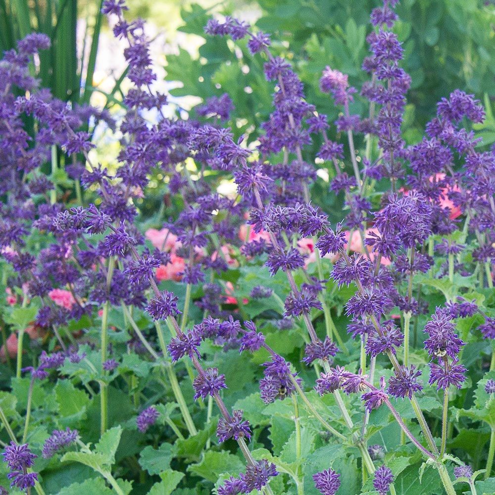 Šalavijas menturinis (Salvia verticillata) ‘Purple Rain’