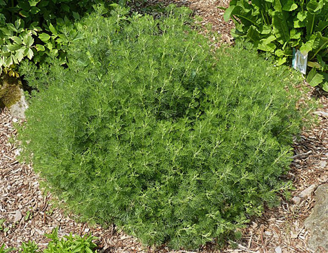 Diemedis (Artemisia abrotanum)