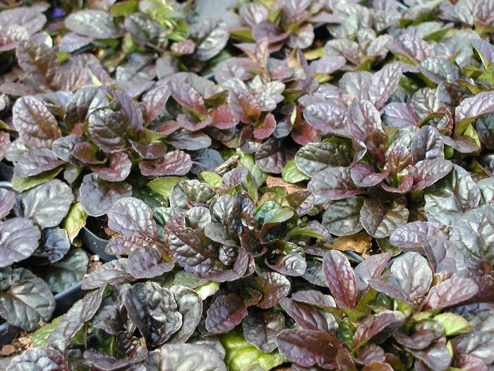 Vaisgina šliaužiančioji (Ajuga reptans) 'Mahogany'