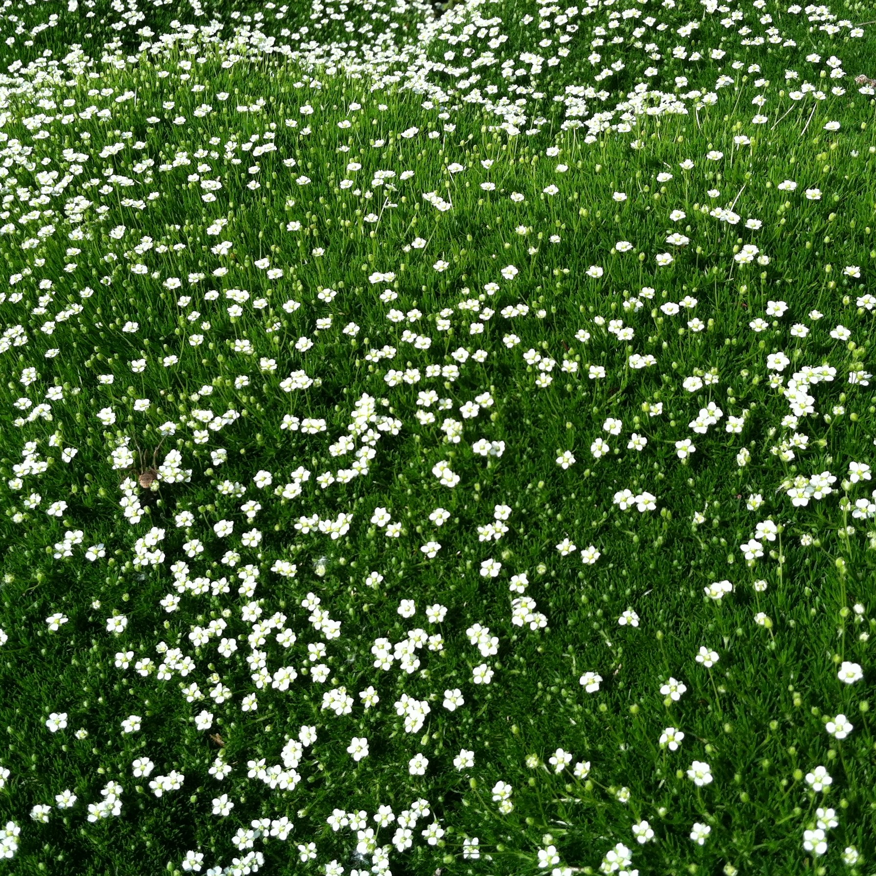 Žemenė siūlinė (Sagina sabulata) “Green moss”