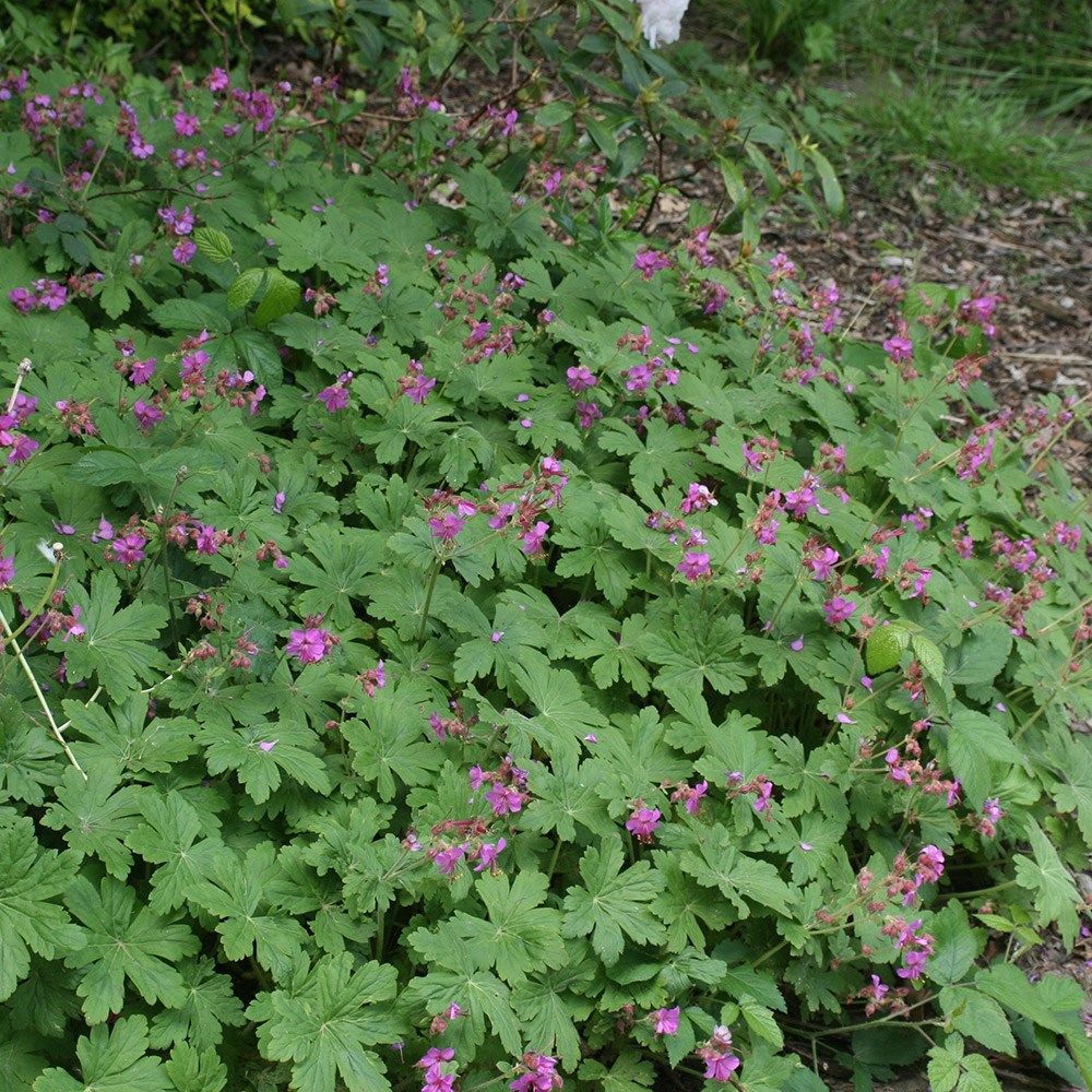 Snaputis stambiašaknis (Geranium macrorrhizum)