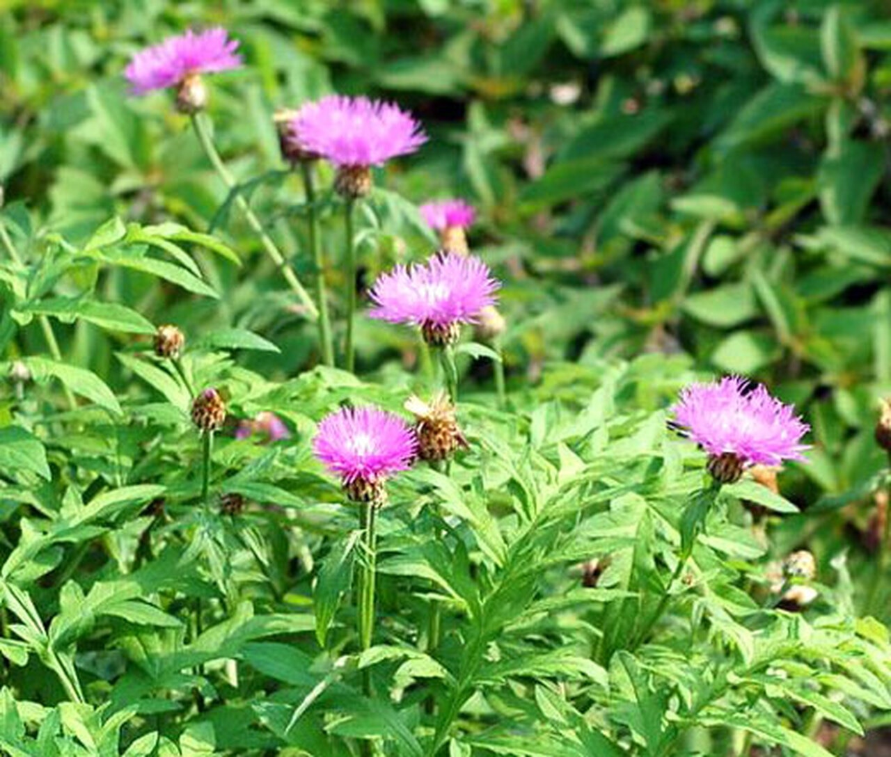 Bajorė balsvoji (Centaurea dealbata Wild.)