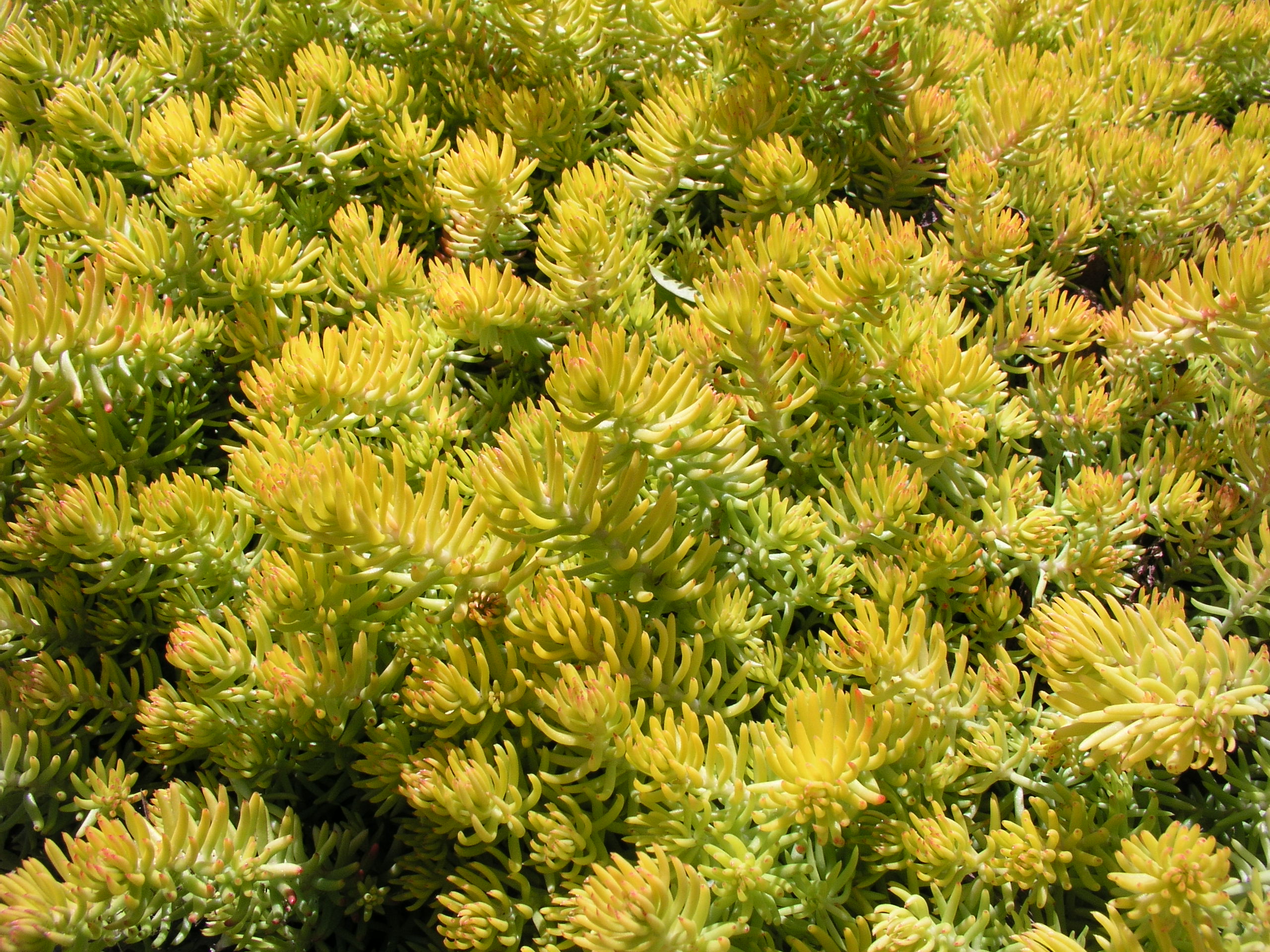 Šilokas (Sedum reflexum) “Angelina”