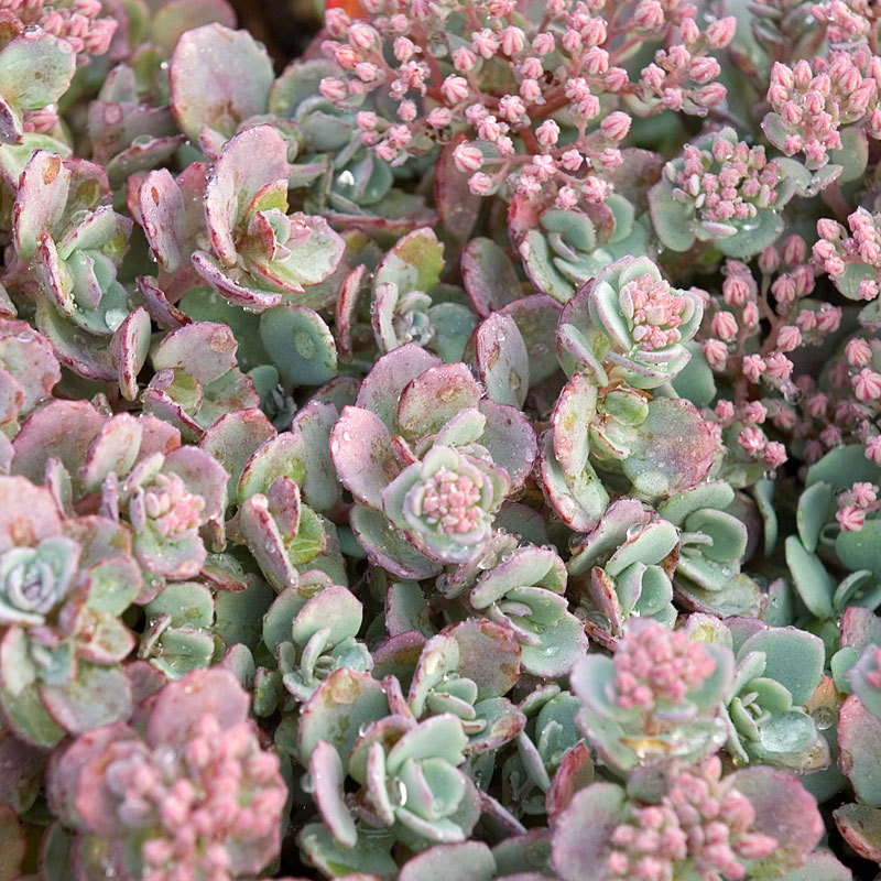 Šilokas apskritalapis(Sedum cauticola) ‘Lidakense‘