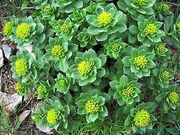 Rausvoji rodiolė (Rhodiola rosea) “auksinė šaknis”