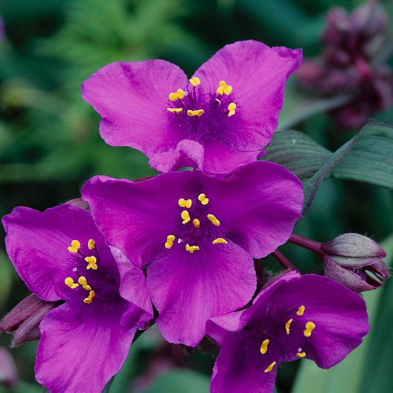 Tradeskantė virgininė(Tradescantia virginiana) “rubra”