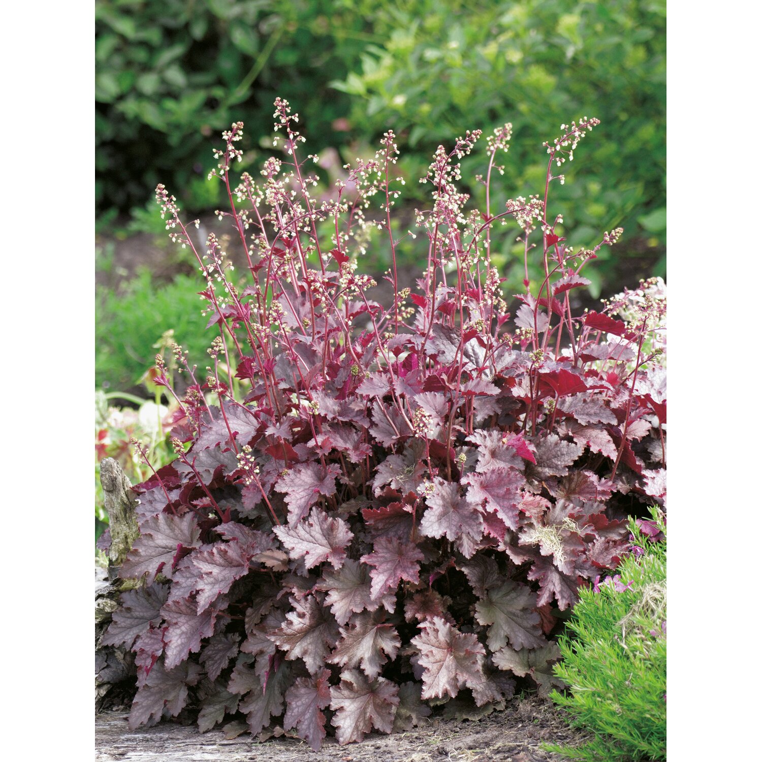 Alūnė (heuchera micrantha) “melting fire”