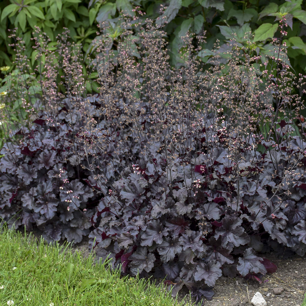 Alūnė (heuchera) “Black Pearl“
