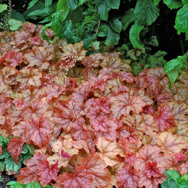 Alūnė  (Heuchera ) “Copper cascade”