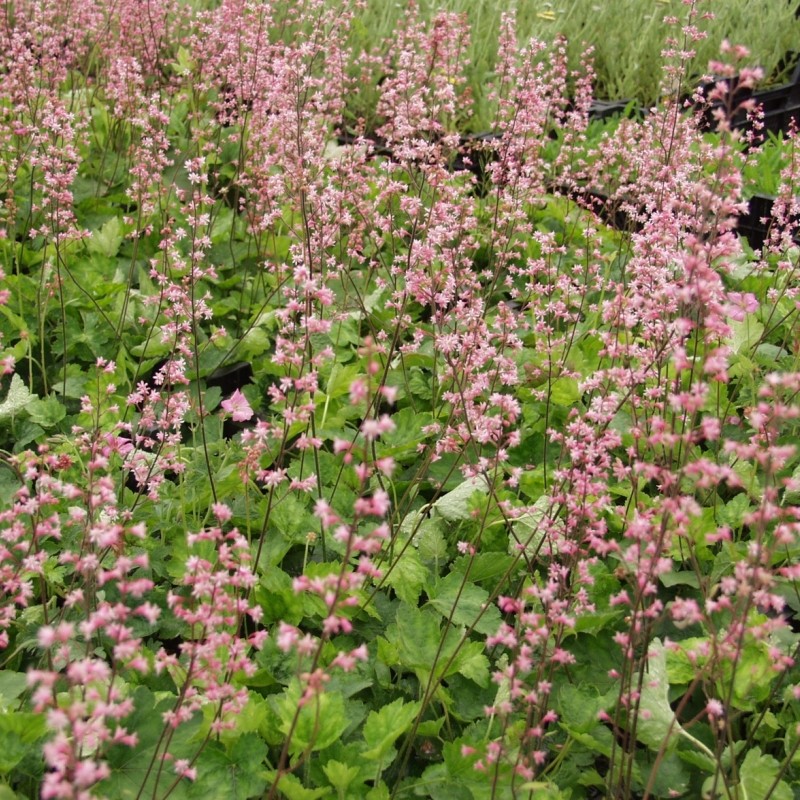 Alūnė  (heucherella) “Pink revolution”