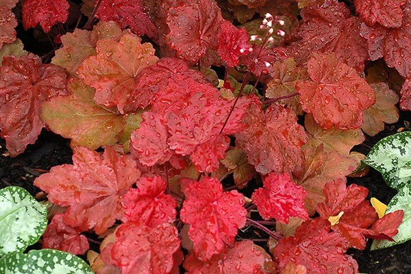 Alūnė (Heuchera) "Autumn leaves”