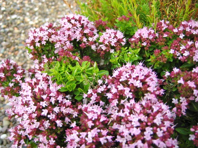 Raudonėlis paprastasis ( Origanum vulgare) 'Compactum'
