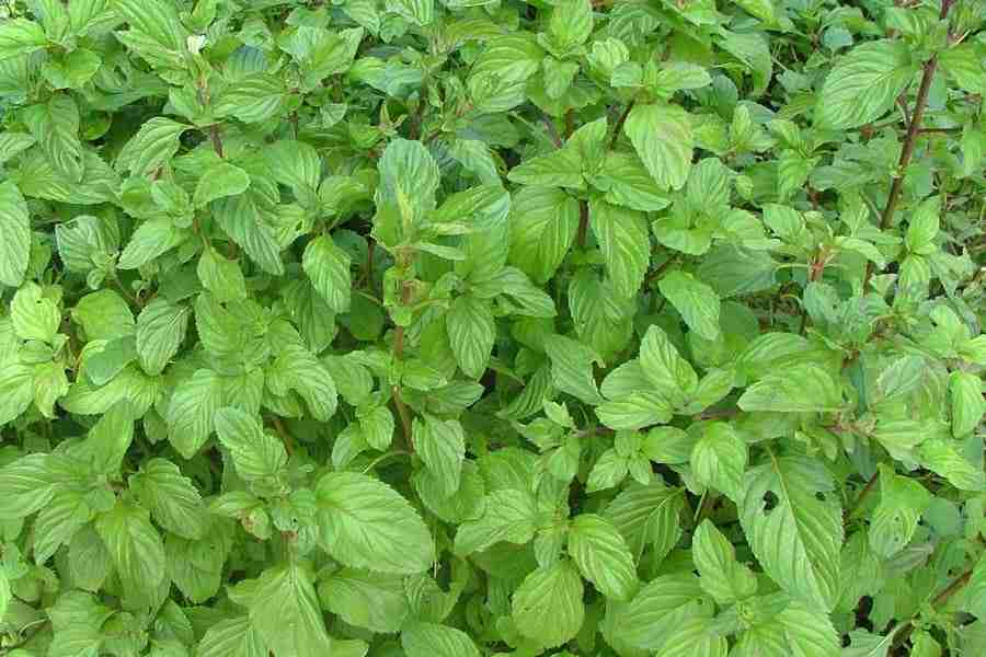 Mėta hibridinė (Mentha x piperita f. citrata) „Bergamot“
