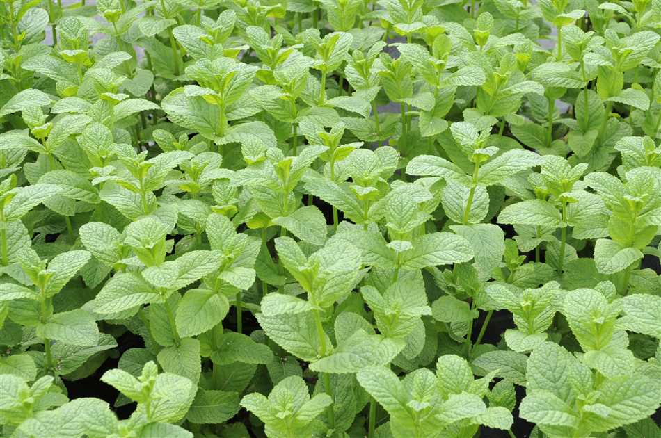 Šaltmėtė (Mentha spicata) ‘Englische Grune’