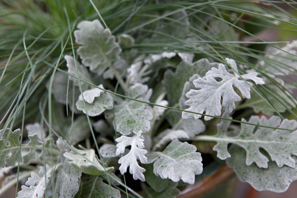 ŽIlė pilkšvalapė( Senecio cineraria) 'Donkey‘s Ears'