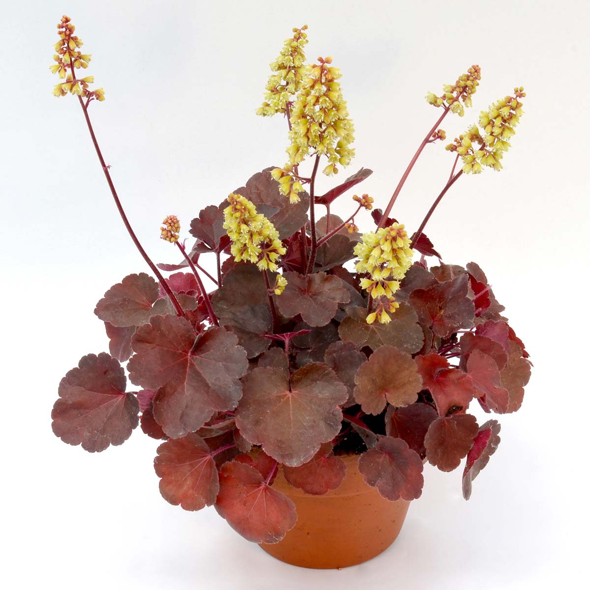 Alūnė (heuchera) "Blondie"