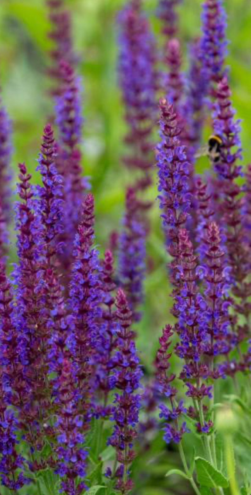 Šalavijas gojinis ( salvia nemorosa) “ostfriesland”