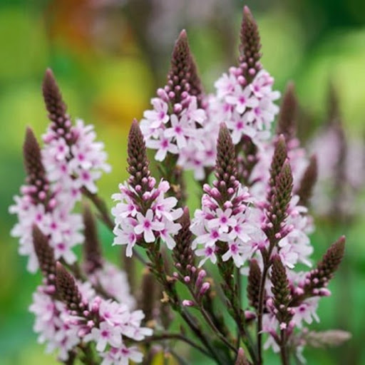 Verbena strėlialapė (verbena hastata) “pink spire”