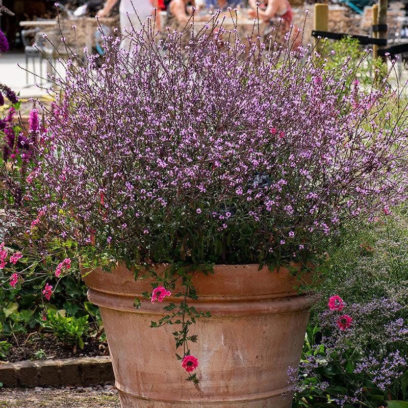 Verbena vaistinė (verbena oficinalis) “Bampton”