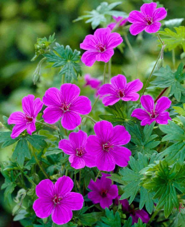 Snaputis  (geranium ) 'Dilys”
