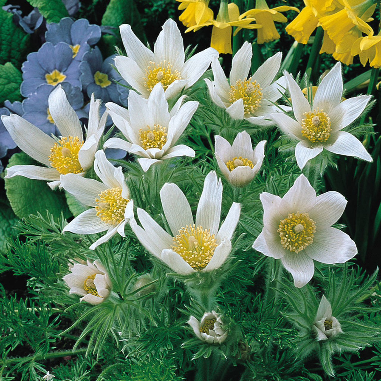 Šilagėlė paprastoji (Pulsatilla vulgaris) “Alba”