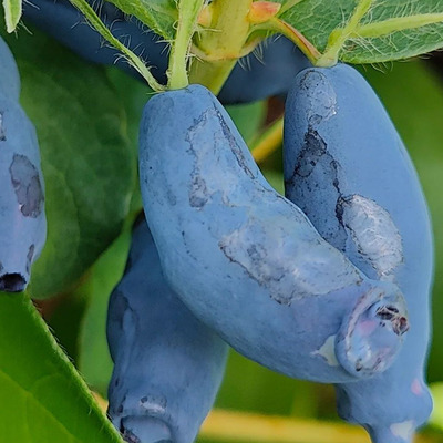 Sausmedis kamčiatkinis ( lonicera kamtschatica) “Zojka”