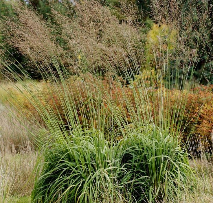 Melvenė nendrinė (Molinia arundinacea) 'Fontane'