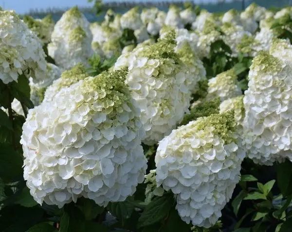 Hortenzija šluotelinė “MAGICAL MOND BLANC”