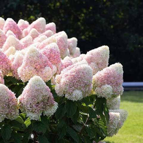 Šluotelinė hortenzija “Magical sweet summer”