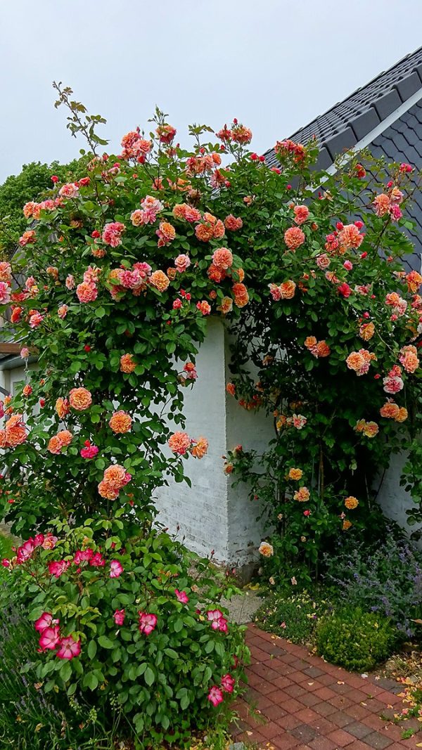 Laipiojanti rožė “ALOHA”