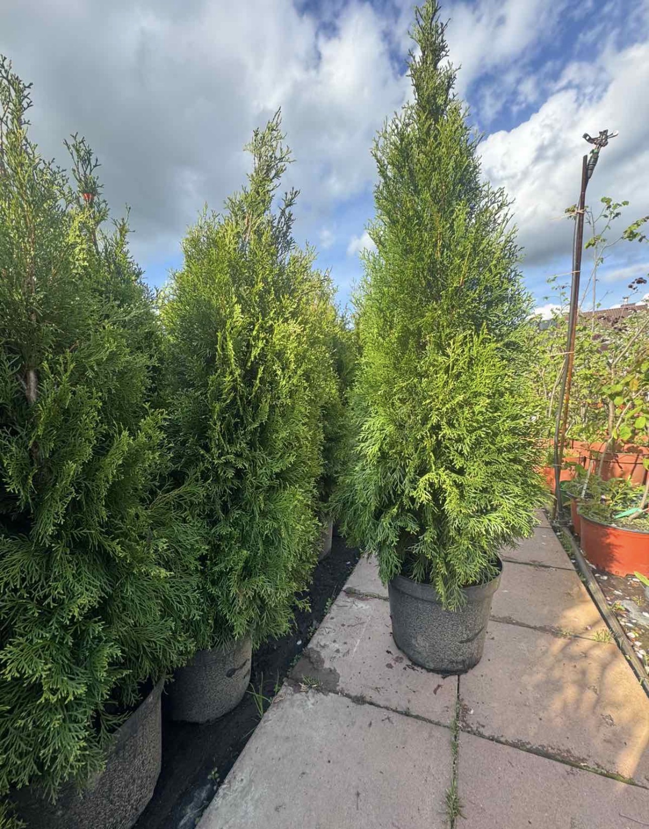 Tuja vakarinė (thuja occidenthalis) “Smaragd”